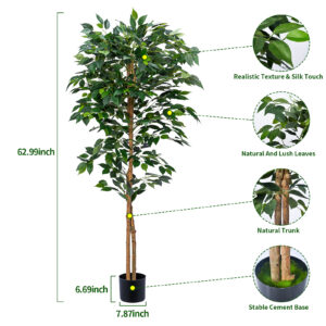 Ficus Plant