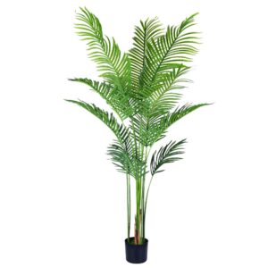 Areca palm