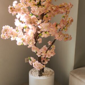 Cherry blossom plant