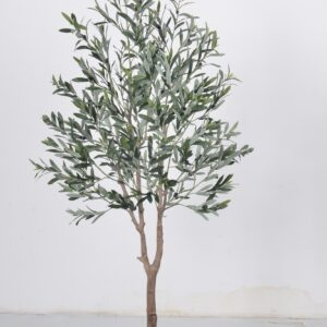 Olive Tree