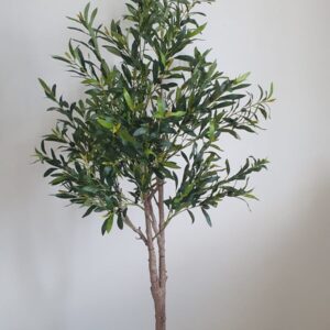 Olive Tree