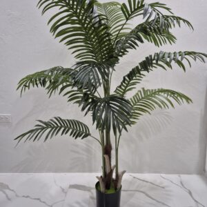 Areca palm